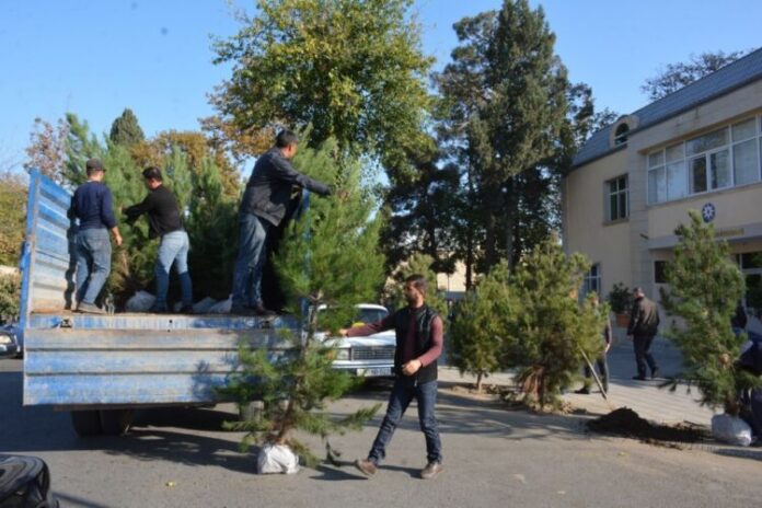 Tərtərdə Zəfər Günü münasibətilə ağacəkmə aksiyası