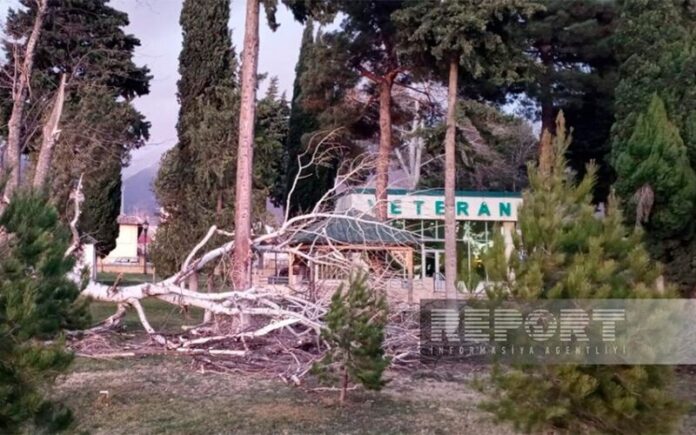 Oğuzda güclü külək iri gövdəli ağacı park ərazisinə aşırıb