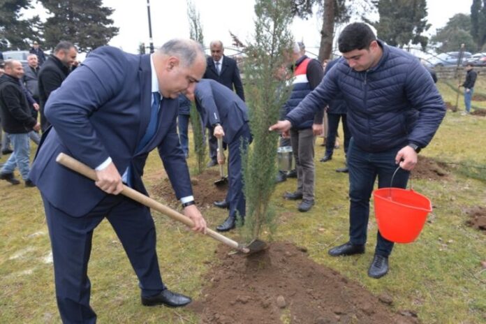 Lənkəranda ağacəkmə aksiyası