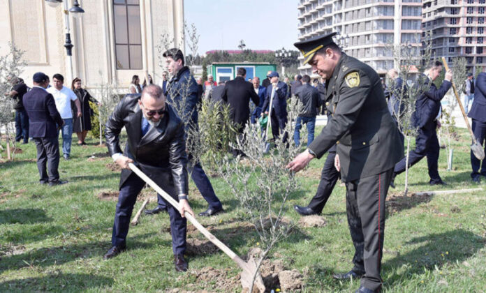 Sumqayıtda “Yaşıl dünya naminə həmrəylik ili” çərçivəsində 10 min zeytun ağacı əkilib