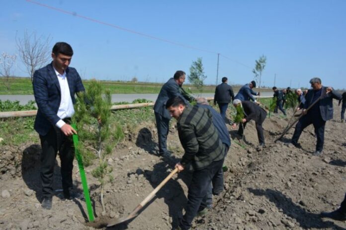 Tərtərdə “Vətən bağı” adlı ağacəkmə layihəsi