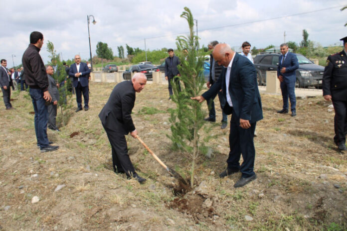 Taxtakörpü qəsəbəsində ağacəkmə aksiyası