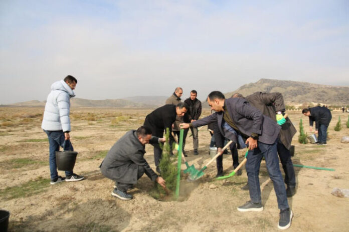 Qobustan qoruğunda yaşıllaşdırma aksiyası